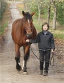 Reiki for Horses