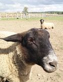 RemusSheep