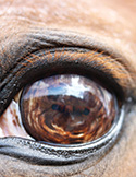 The Eye of the Horse