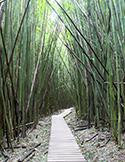 Wisdom from the Bamboo Forest