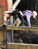 Reiki with Llamas 