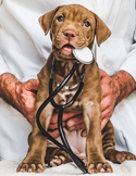 Animal Reiki Healing in Veterinary Practice