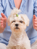Introducing Animal Reiki in Professional Environments