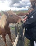 My Animal Reiki Practice