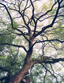 Reiki Restores Balance After a Healing Crisis