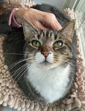 Using Reiki and Other Healing Modalities with Cats