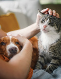 Animal Reiki Can Help Missing and Lost Animals