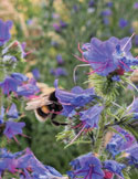 Close-up of a bumblebee pollinating vibrant purple and blue wildflowers in a garden.