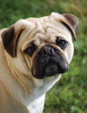 Close-up portrait of a pug with wrinkled face and soulful eyes against a grassy background.