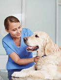 A woman in blue scrubs smiles as she gently holds a golden retriever lying on a table.
