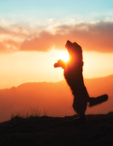 3. Silhouette of a dog jumping joyfully at sunset.
