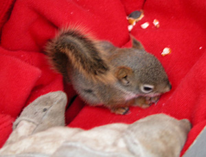 Homer The Orphaned Squirrel
