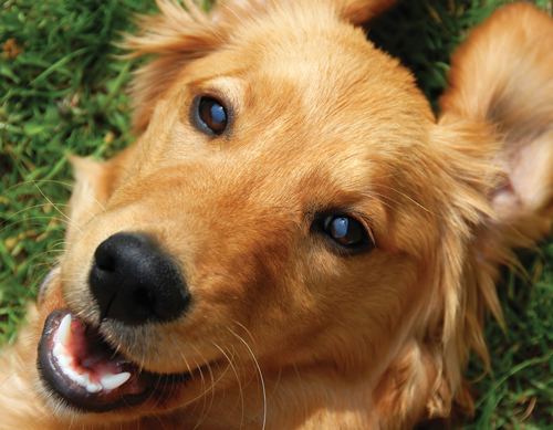 Animals Love Reiki