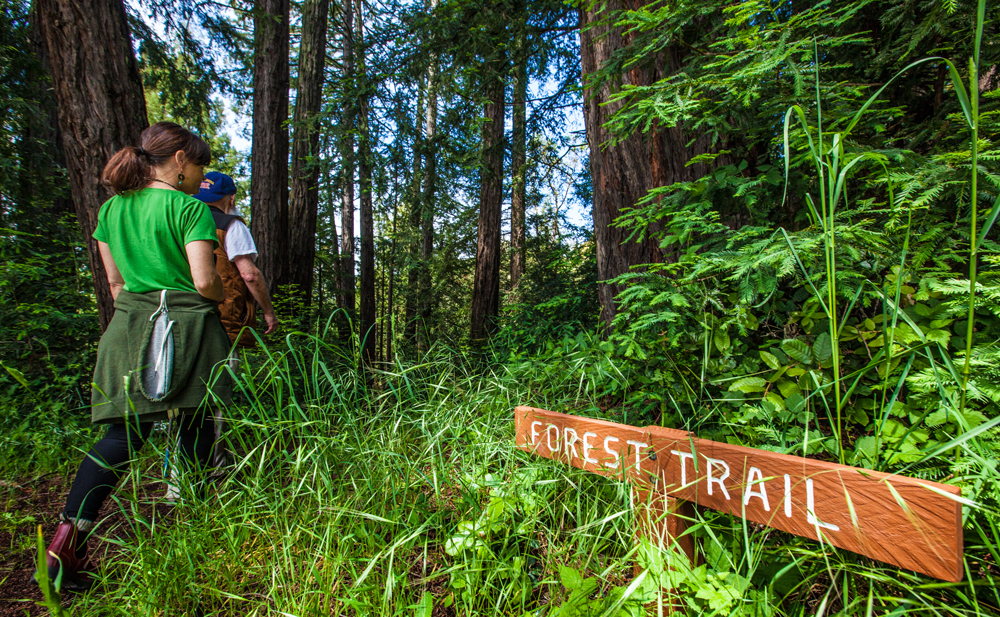 Two hikers walk through a lush forest beside a wooden sign reading “FOREST TRAIL.”