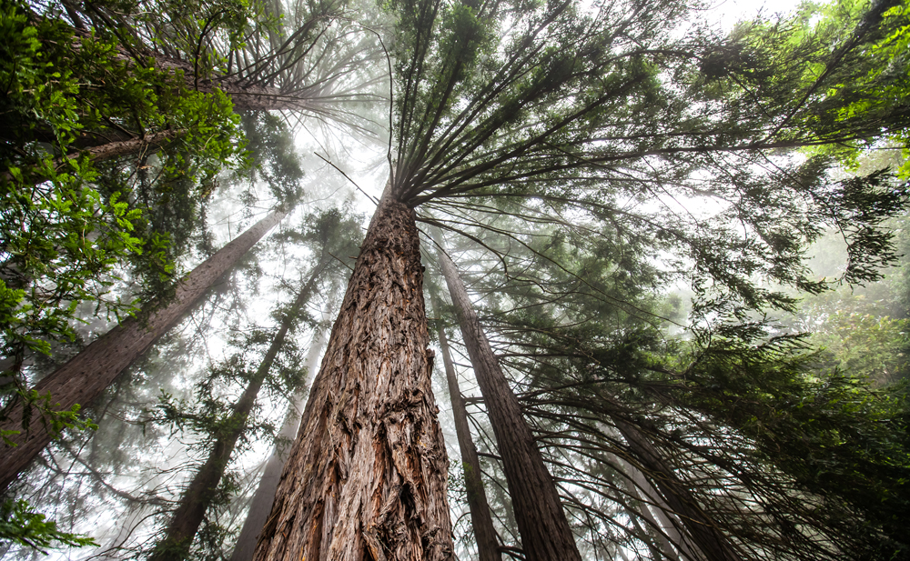 Looking up at towering redwood trees, with textured trunks and leafy branches framing a bright patch of sky.