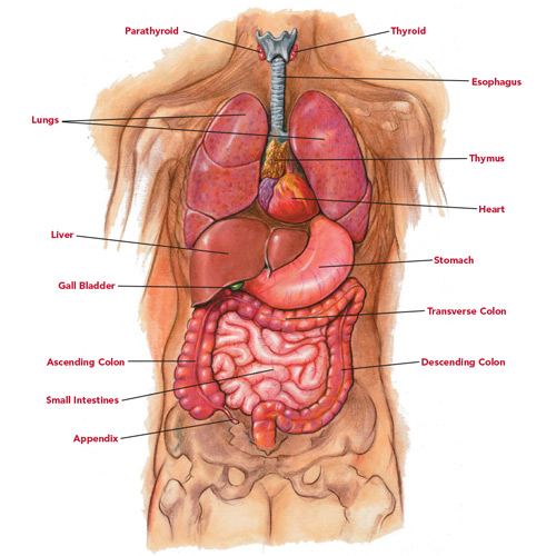 Reiki Body Chart