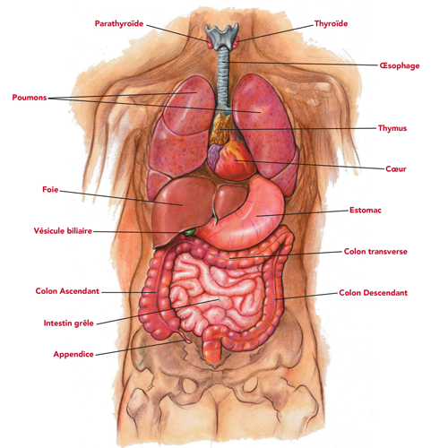 Anatomie pour Reiki