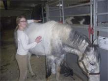 Erika gives loving Reiki energy to her horse Valentine.
