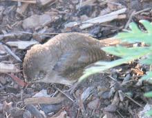 Reiki and the Wren