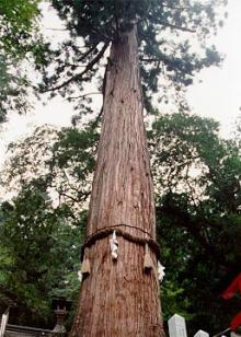 Sacred Cedar Mt. Kurama