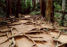 Roots on the path near the top of Mt. Kurama