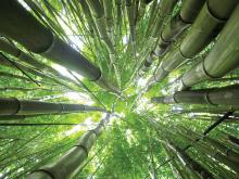 Bamboo forest