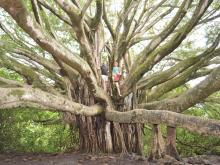 Banyan tree