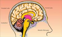 Brain Illustration