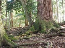 This area is thought to be close to where Usui Sensei had his meditative experience and was given the gift of Reiki This area is thought to be close to where Usui Sensei had his meditative experience and was given the gift of Reiki