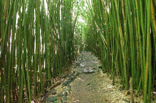 Bamboo forest